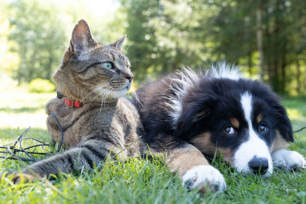 A cat and a dog