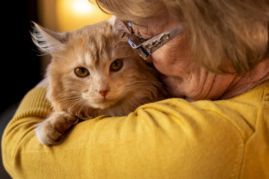 A person is embracing a cat, showing love to the cat