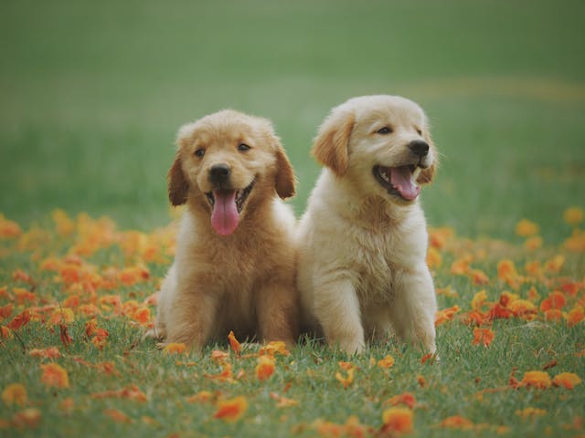 Golden retriever dog breeds for adoption